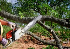 Best Tree Trimming and Pruning  in North Wales, PA