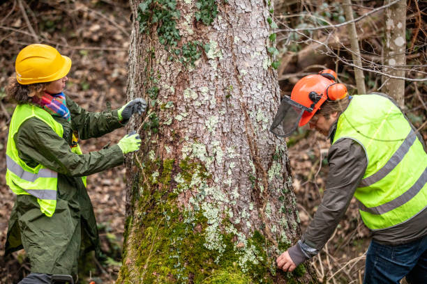 Reliable North Wales, PA Tree Services Solutions