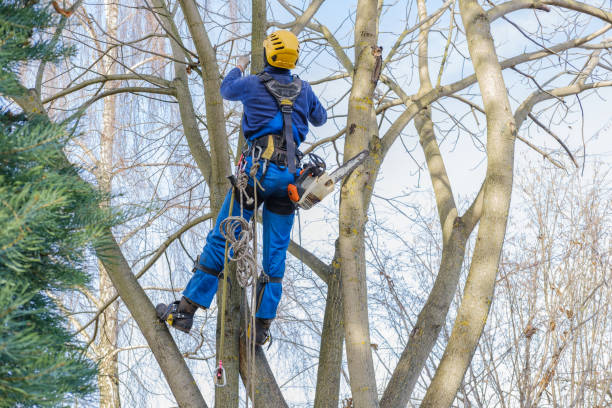 Best Lot and Land Clearing  in North Wales, PA