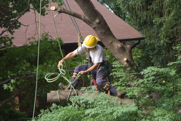 Best Commercial Tree Services  in North Wales, PA